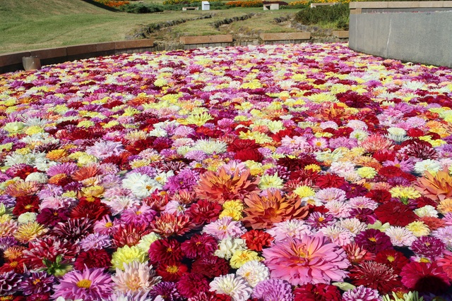 淡路花祭2025秋