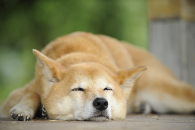愛犬と一緒のドッグラン教室 in 国営昭和記念公園