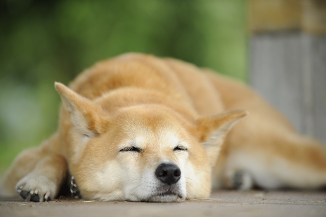 奥日立きららの里　わんわんまつり