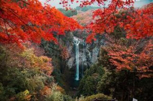 【紅葉・見ごろ】福貴野の滝
