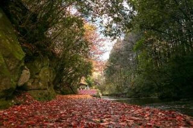 【紅葉・見ごろ】岳切渓谷