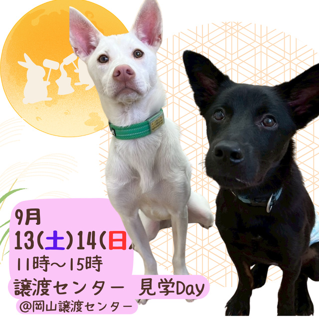 譲渡センター見学Day(9月)