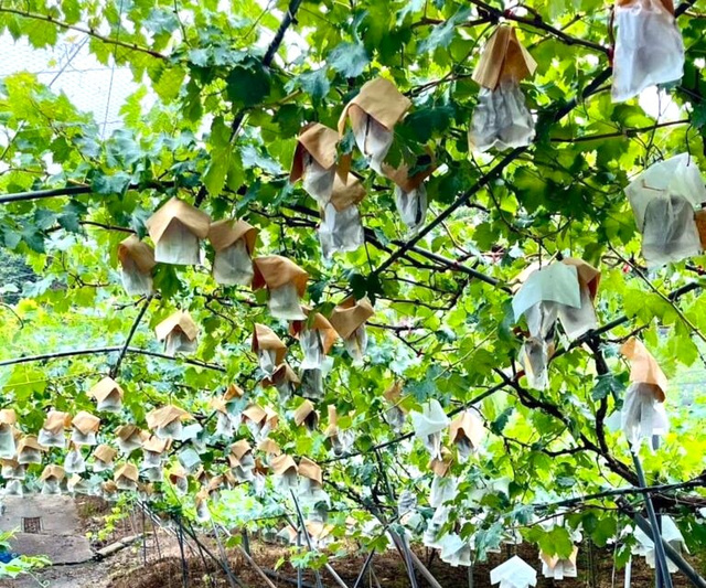 紀南観光ブドウ園　ぶどう狩り