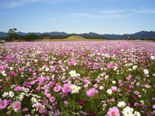 【花・見ごろ】西都原古墳群 コスモス