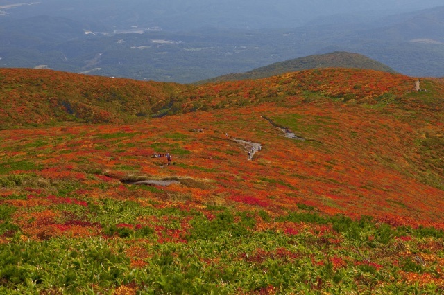 【紅葉・見ごろ】栗駒山