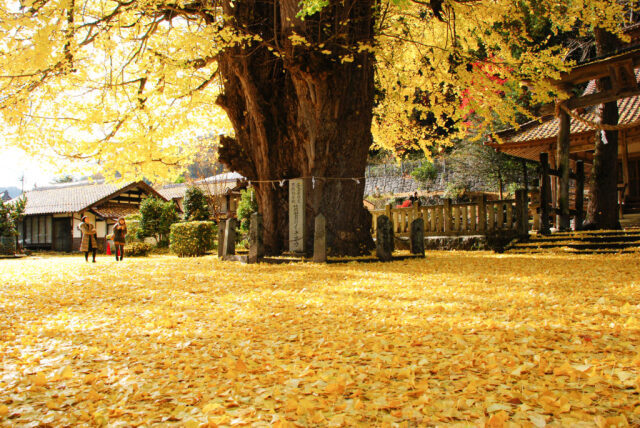 【紅葉・見ごろ】筒賀の大銀杏