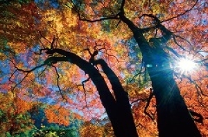 【紅葉・見ごろ】多摩川源流の郷　丹波渓谷