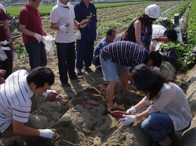 芋掘り体験農園 　里むすめ畑