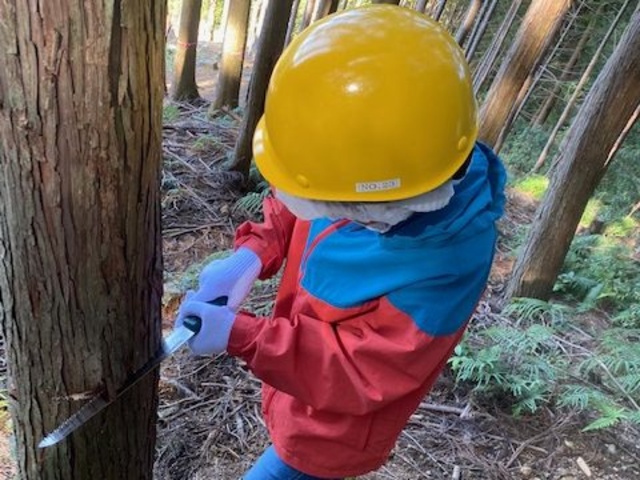 間伐体験+ネイチャーゲーム