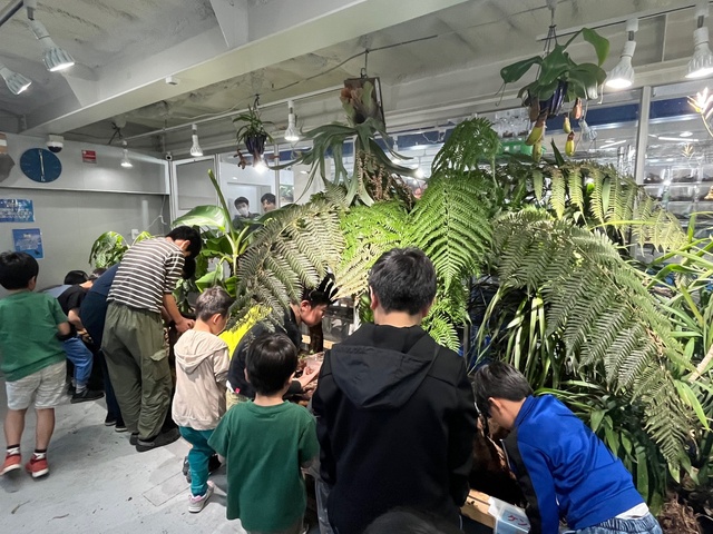 ヒメオオ・アカアシなど秋のクワガタ採集体験イベント