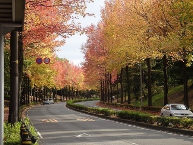 【紅葉・見ごろ】上之根大通り