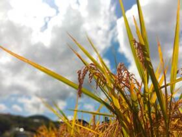 稲刈りと古墳で生き物探し、古民家バーベキュー
