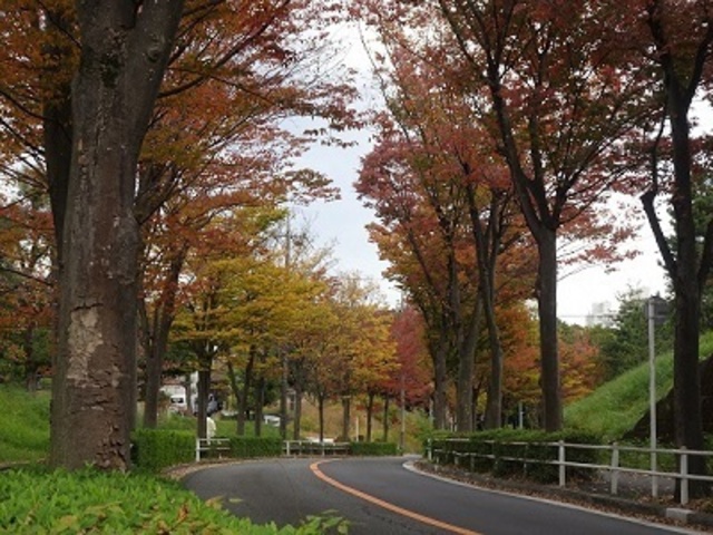 【紅葉・見ごろ】落合けやき通り