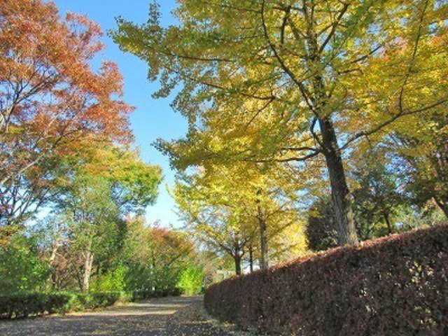 【紅葉・見ごろ】鶴牧西公園