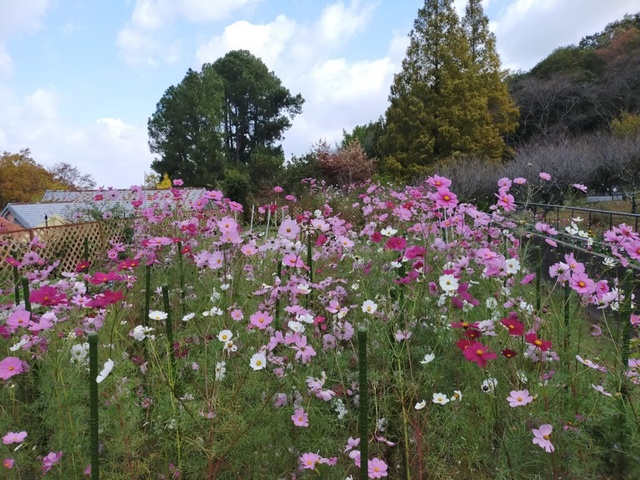 花摘み園（10月）