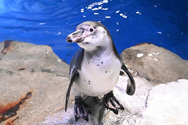 フンボルトペンギンの愛称募集