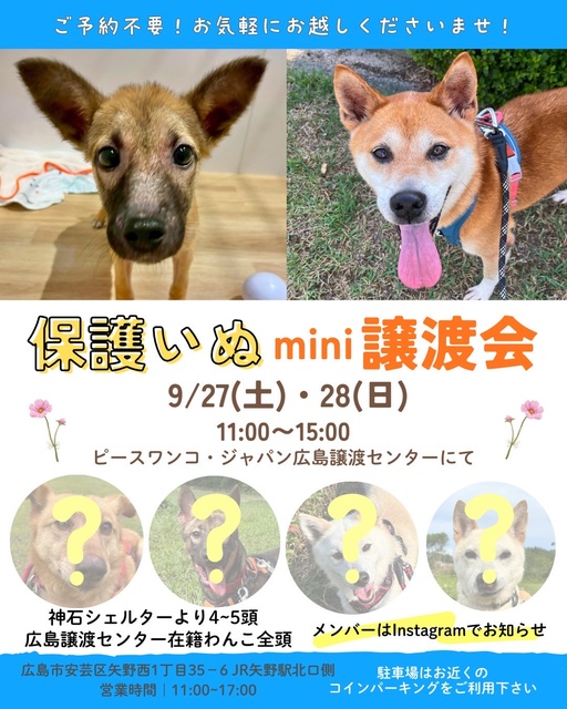 保護いぬmini譲渡会