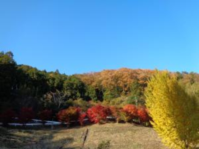 【紅葉・見ごろ】鹿野天神山公園