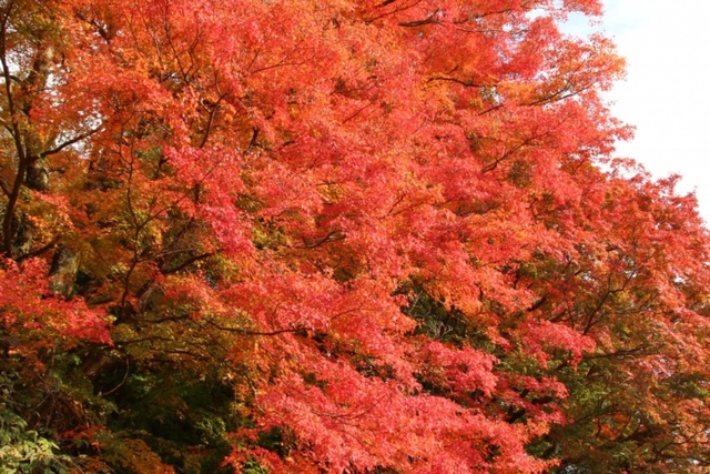 【紅葉・見ごろ】上市のイロハモミジ群