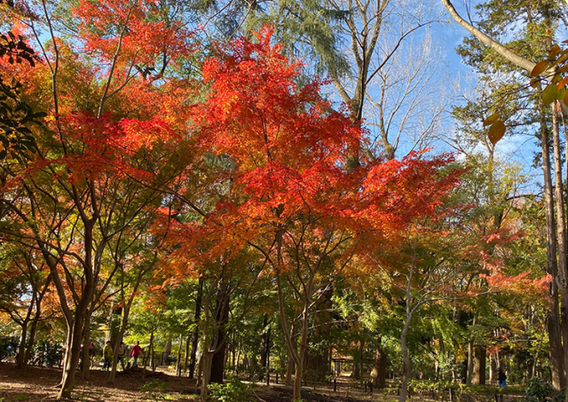 【紅葉・見ごろ】林試の森公園