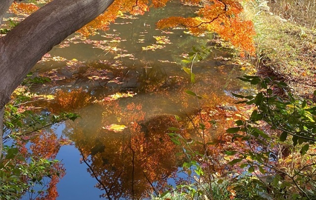 【紅葉・見ごろ】御殿山庭園