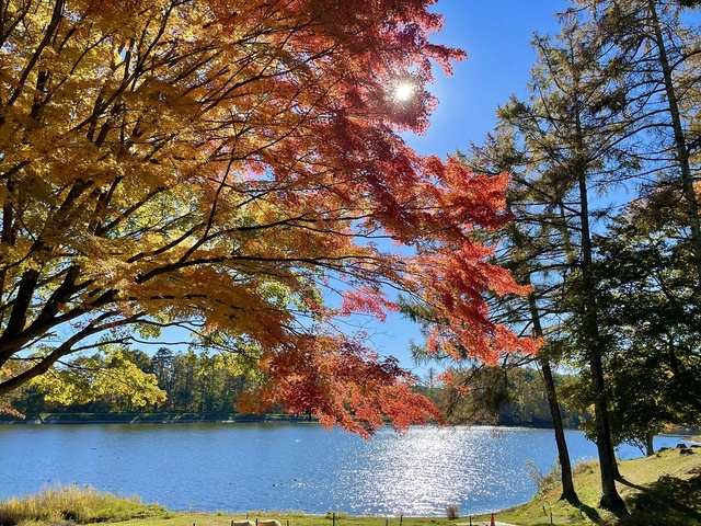 【紅葉・見ごろ】飯綱高原 大座法師池