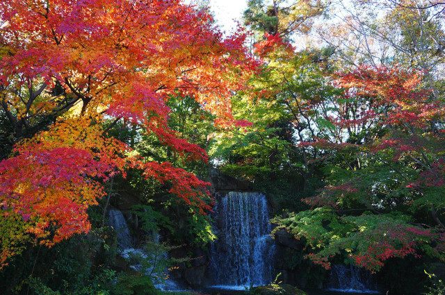 【紅葉・見ごろ】郷土の森