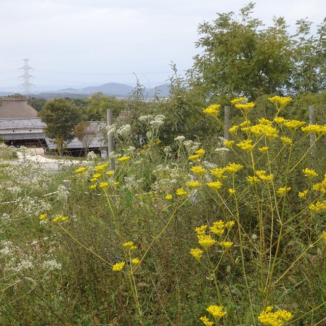秋の七草鑑賞会 in あいな里山公園