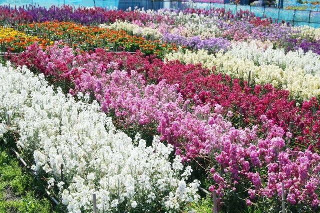 【花・見ごろ】白間津の花畑