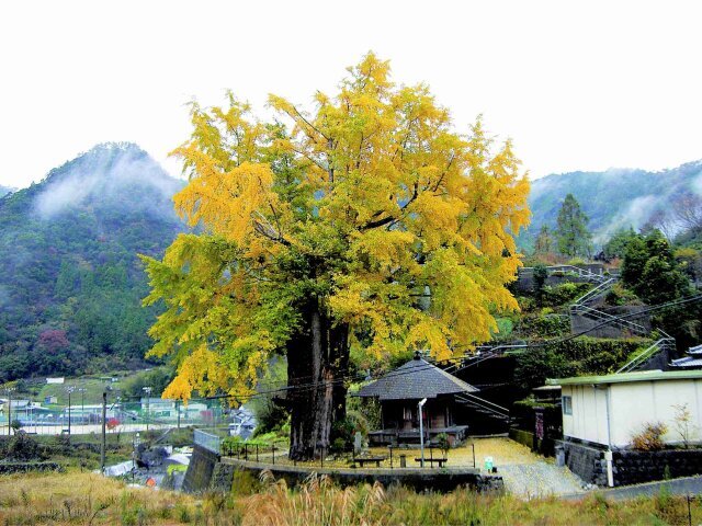 【紅葉・見ごろ】長者の大銀杏
