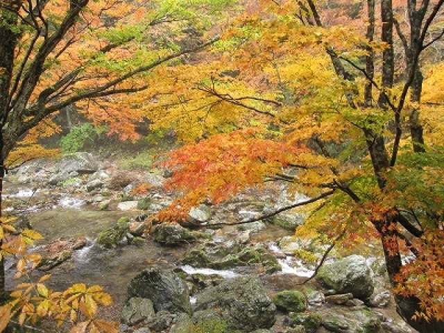 【紅葉・見ごろ】小田深山
