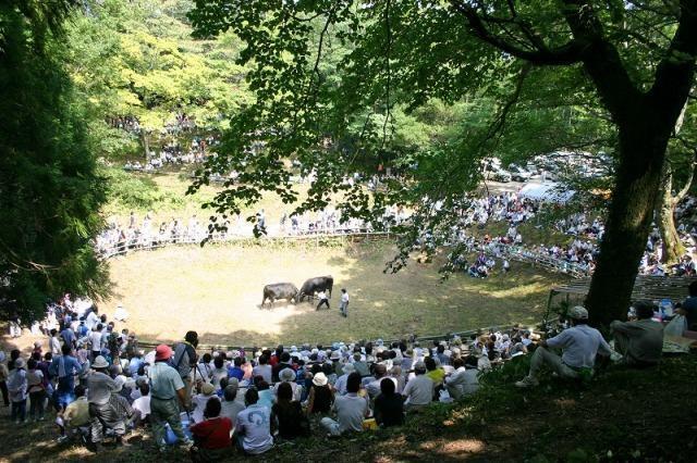 八朔牛突き大会