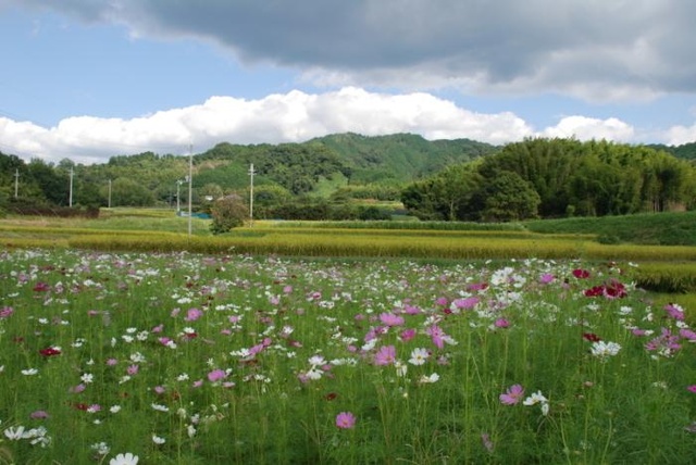【花・見ごろ】山の辺の道 コスモス