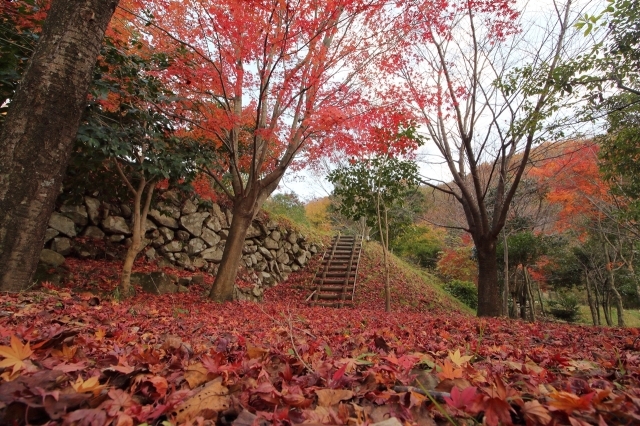【紅葉・見ごろ】弥栄の紅葉 もみじ谷公園