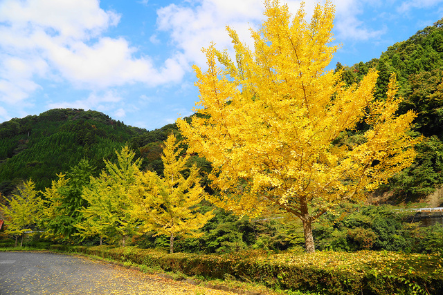 【紅葉・見ごろ】道猿坊公園
