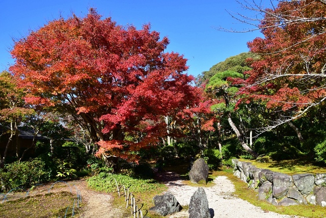 【紅葉・見ごろ】城山公園