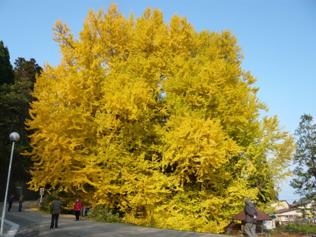 【紅葉・見ごろ】北金ヶ沢の大銀杏(日本一の大イチョウ)