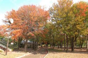 【紅葉・見ごろ】豊橋総合動植物公園 ハナノキ