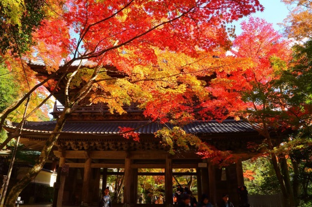 【紅葉・見ごろ】永源寺