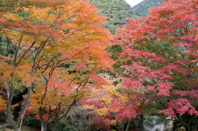 【紅葉・見ごろ】丸山公園