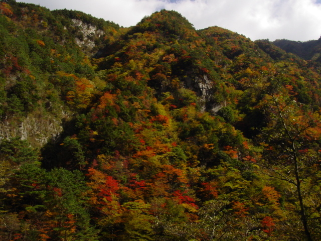 【紅葉・見ごろ】竜ヶ岳