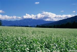 椛の湖そばの花まつり2025 in月の市