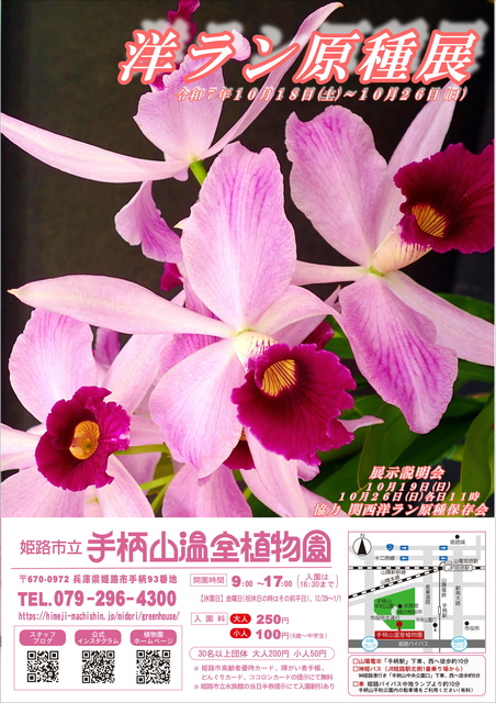 姫路市立手柄山温室植物園　洋ラン原種展
