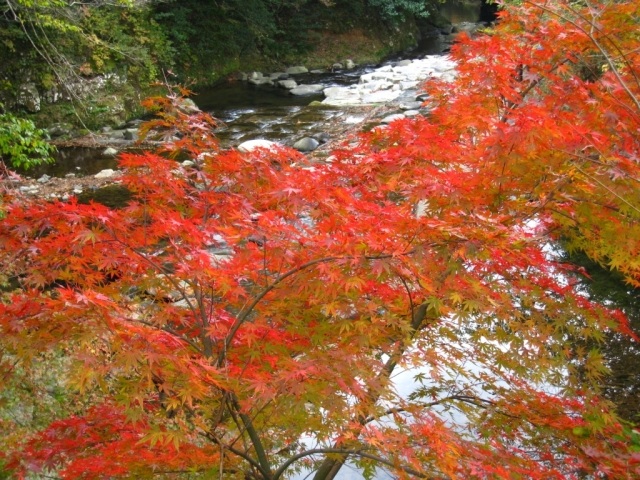 【紅葉・見ごろ】黒木渓谷