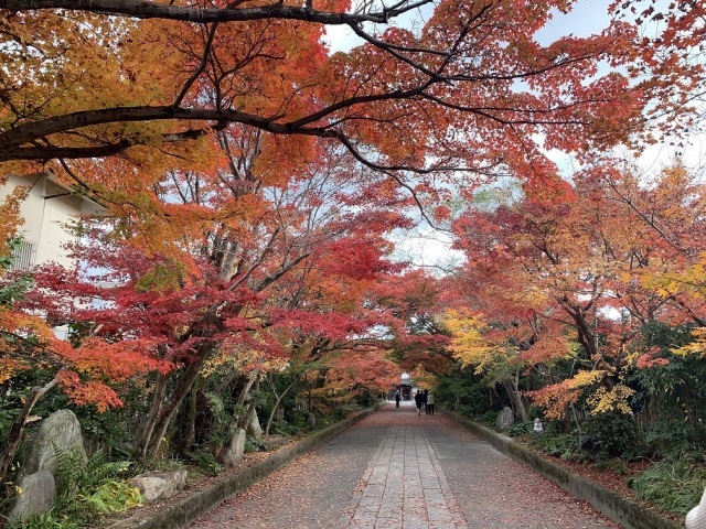 【紅葉・見ごろ】龍福寺