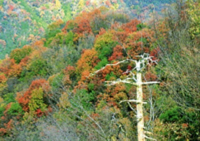 【紅葉・見ごろ】高越渓谷