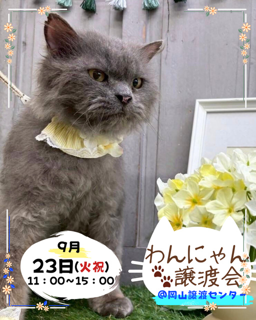 わんにゃん譲渡会（9月）