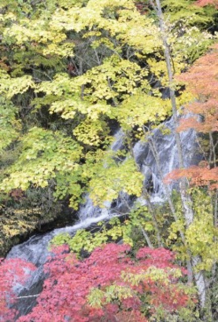 【紅葉・見ごろ】三段の滝