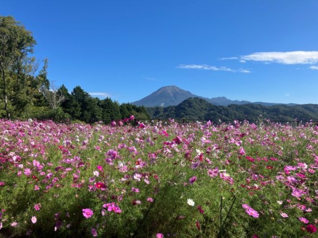 秘密の花園~コスモス編~