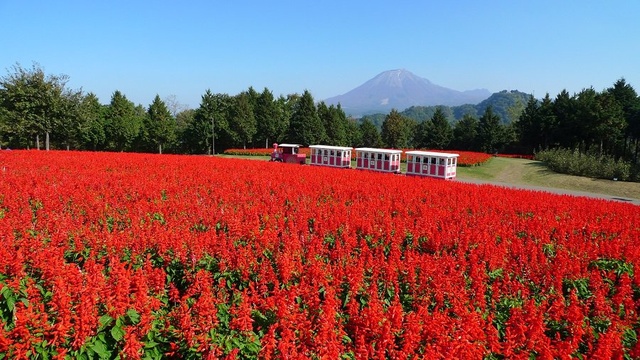 とっとり花回廊 オータムフェスティバル
